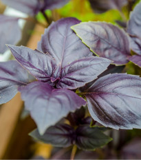 Bazalka pravá červená - Ocimum basilicum - osivo bazalky - 200 ks