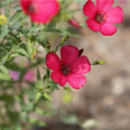 Len červený velkokvětý - Linum grandiflorum - osivo lnu - 140 ks