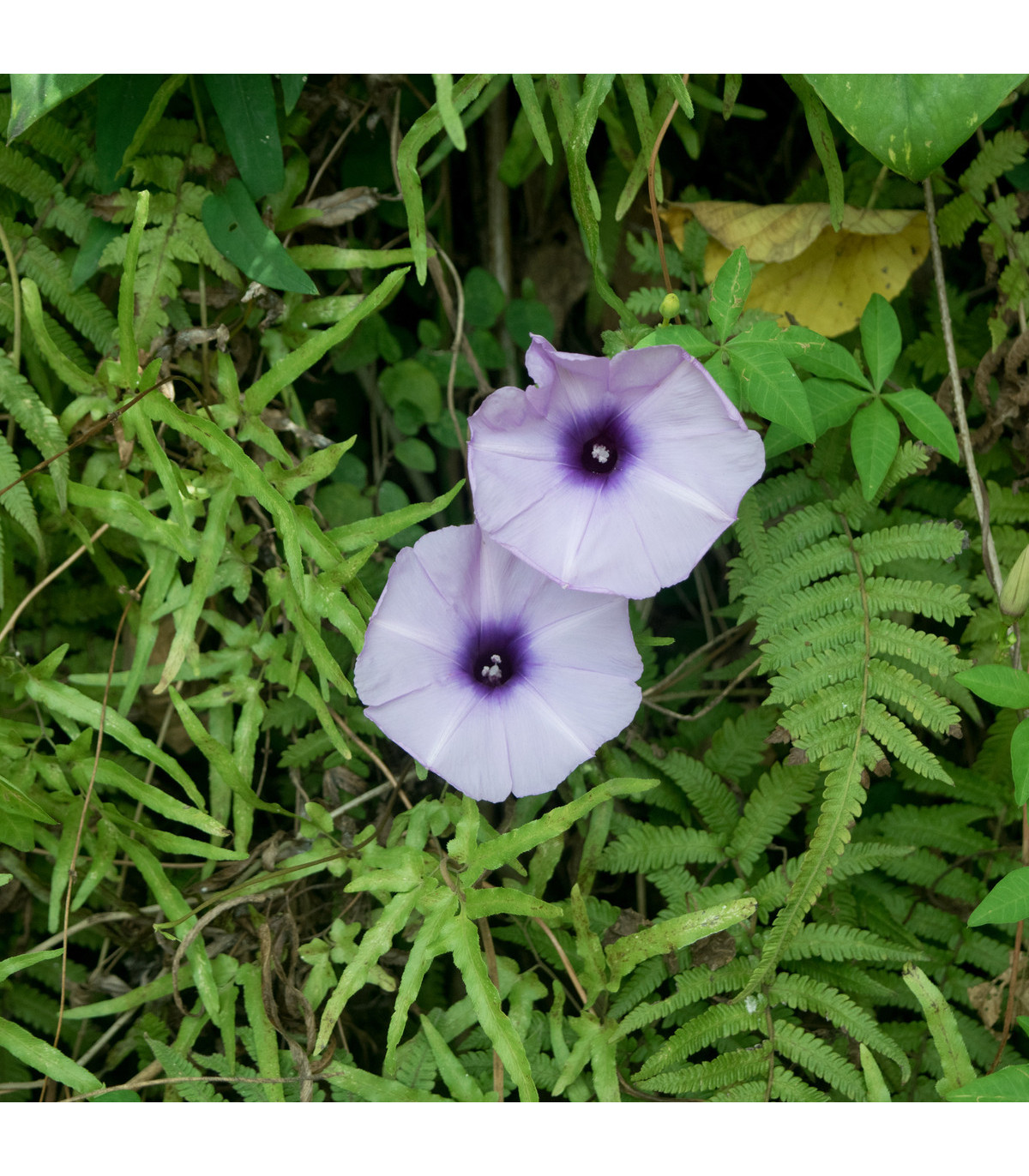 Povíjnice nachová Morning Glory - Ipomoea purpurea - osivo povíjnice - 25 ks
