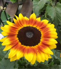 Slunečnice roční Helios - Helianthus annuus - osivo slunečnice - 7 ks