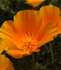 Sluncovka kalifornská oranžová - Eschscholzia californica - osivo sluncovky - 200 ks