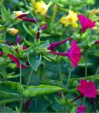 Nocenka jalapovitá směs barev - Mirabilis jalapa - osivo nocenky - 6 ks