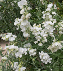 Hrachor pnoucí královský bílý - Lathyrus odoratus - osivo hrachoru - 20 ks