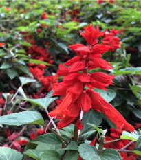 Šalvěj zářivá - Salvia splendens - osivo šalvěje - 40 ks