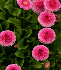 Sedmikráska růžová pomponková - Bellis perennis - osivo sedmikrásky - 0,1 g