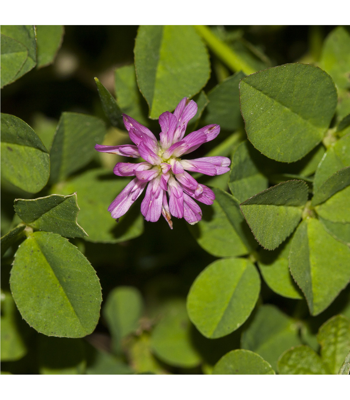 Jetel zvrácený - Trifolium resupinatum - osivo jetele - 100 ks