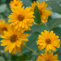 Měsíček lékařský - Oranžová koule - Calendula officinalis - osivo měsíčku - 65 ks