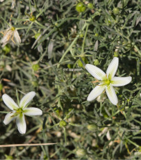 Harmala stepní - Stepní routa - Peganum harmala - osivo harmaly - 30 ks