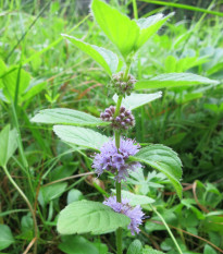 Máta rolní - Mentha arvensis - osivo máty - 20 ks