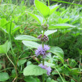 Máta rolní - Mentha arvensis - osivo máty - 20 ks