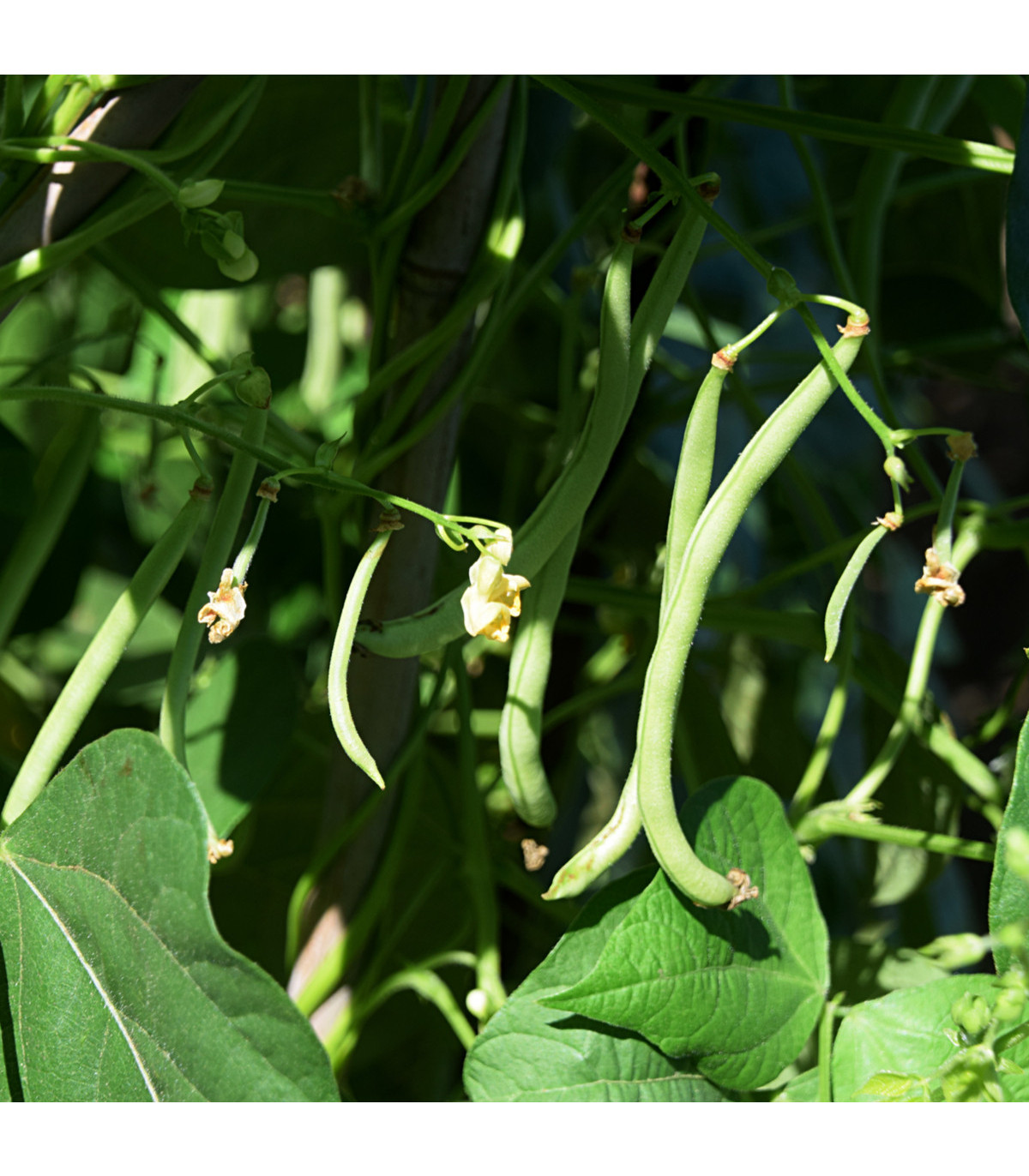 Fazole tyčková Primel - Phaseolus vulgaris - osivo fazole - 20 ks