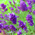 Levandule lékařská fialová Ellegance purple - Lavandula angustifolia - osivo levandule - 15 ks