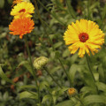 Měsíček lékařský směs barev - Calendula officinalis - osivo měsíčku - 30 ks