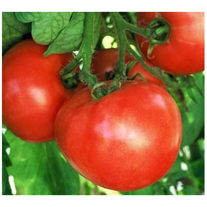 Rajče Raný zázrak - Solanum lycopersicum - osivo rajčat -  6 ks