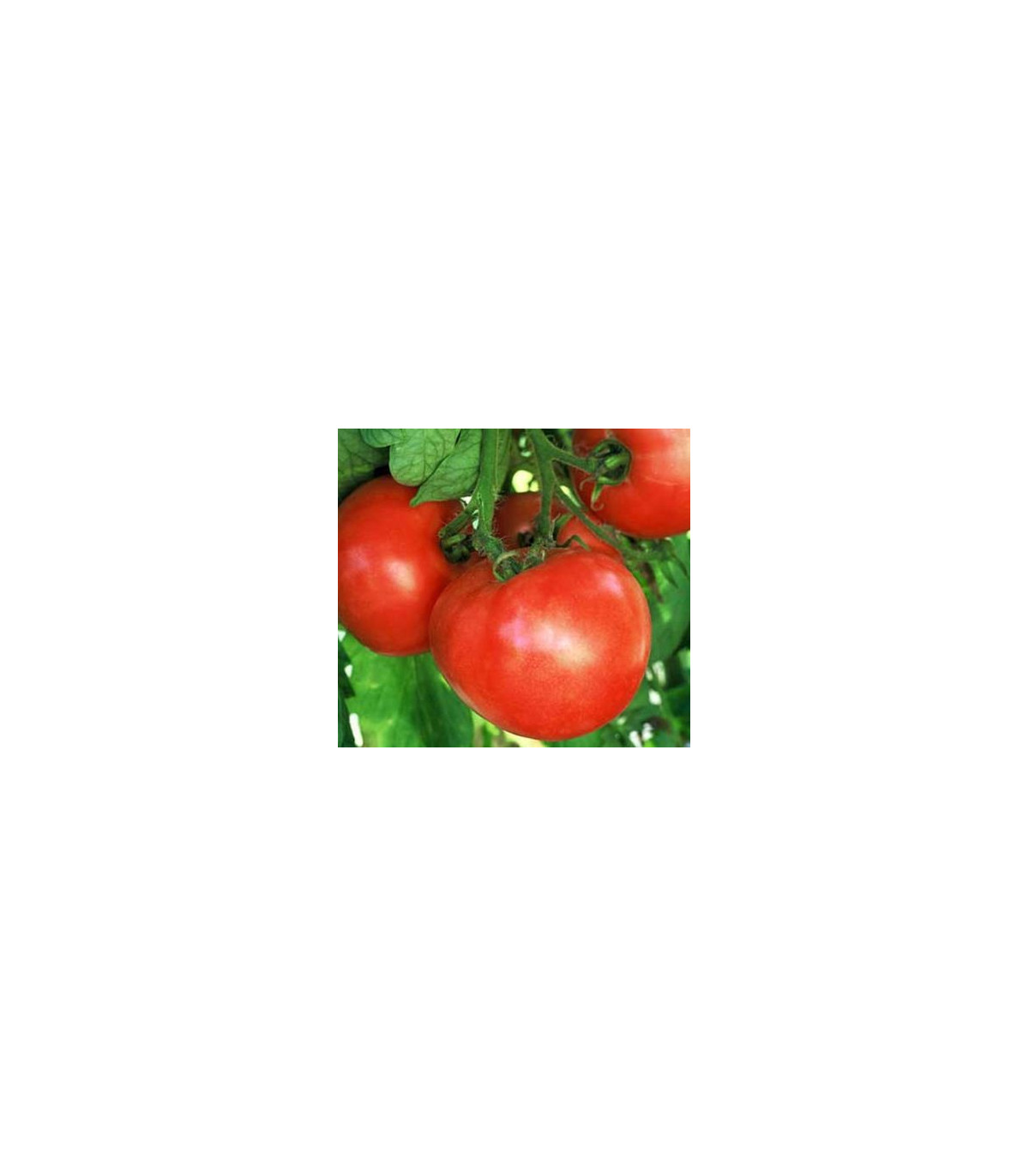 Rajče Raný zázrak - Solanum lycopersicum - osivo rajčat -  6 ks