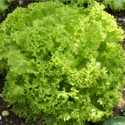 Salát listový kadeřavý Lollo Bionda - semena salátu - 450 ks