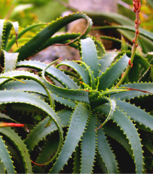 Aloe arborescens - Aloe arborescens - osivo aloe - 6 ks