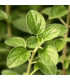 Majoránka zahradní - Majorana hortensis - semena majoránky - 500 ks