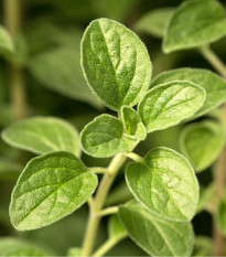 Majoránka zahradní - Majorana hortensis - semena majoránky - 500 ks