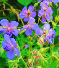 Kakost smrdutý - Geranium robertianum - osivo kakostu - 10 ks