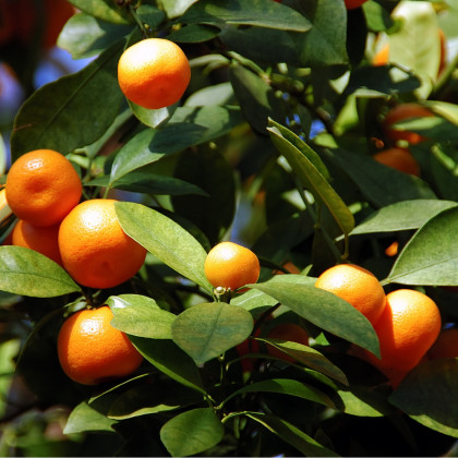 Pomerančovník zakrslý - Citrus mitis - osivo pomerančovníku - 3 ks