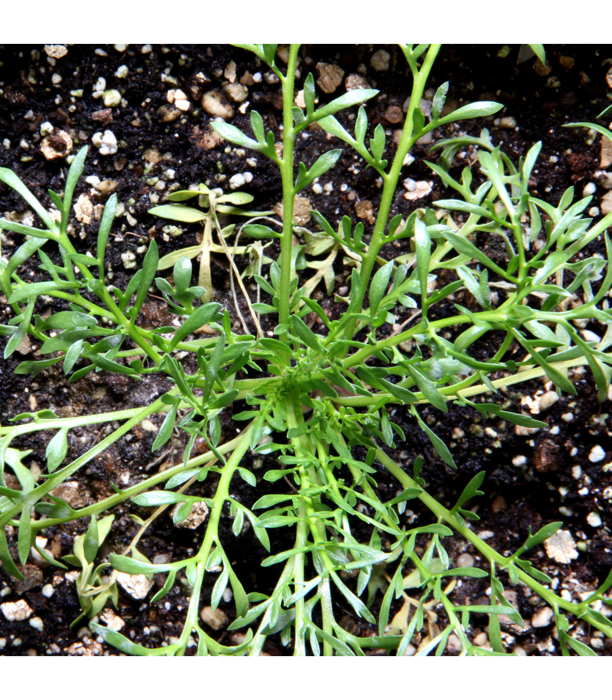 Ženšen peruánský - Maka peruánská - Lepidium Meyenii - osivo maky - 5 ks
