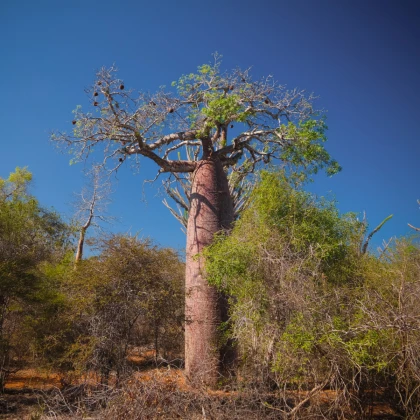 Baobab Fony - Lahvový strom - Adansonia fony - osivo baobabu - 2 ks