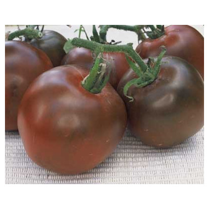Rajče černé - Lycopersicon esculentum - osivo rajčat - 6 ks