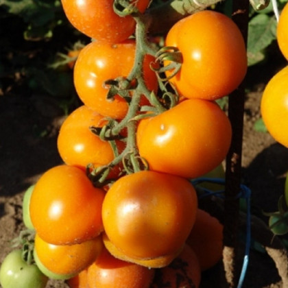 Rajče Zlatava - Solanum lycopersicum - osivo rajčat - 15 ks