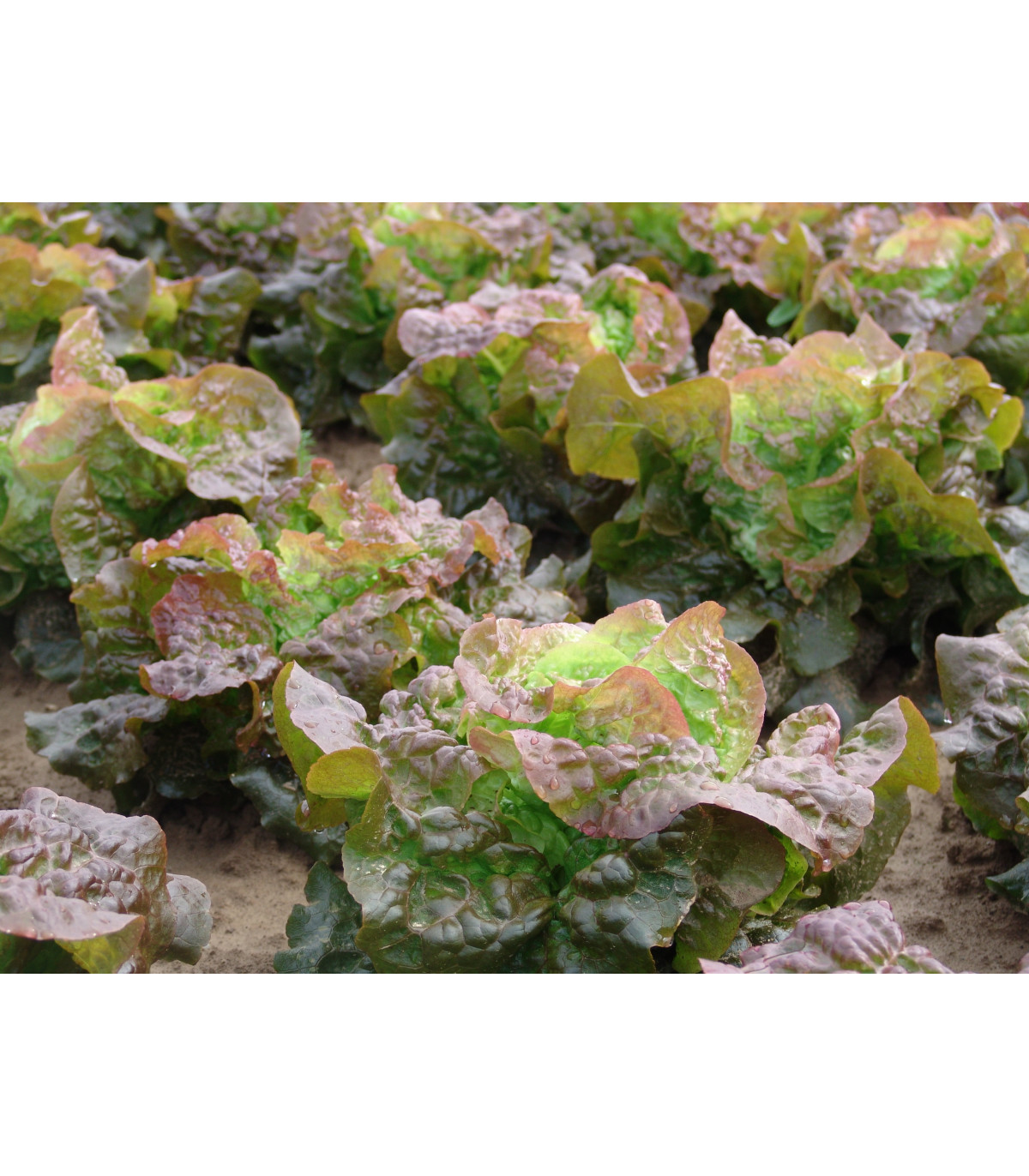 Salát hlávkový červený Rosemarry - Lactuca sativa - osivo salátu - 200 ks