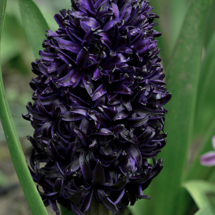 Hyacint Dark Dimension - Hyacinthus - cibule hyacintů - 1 ks