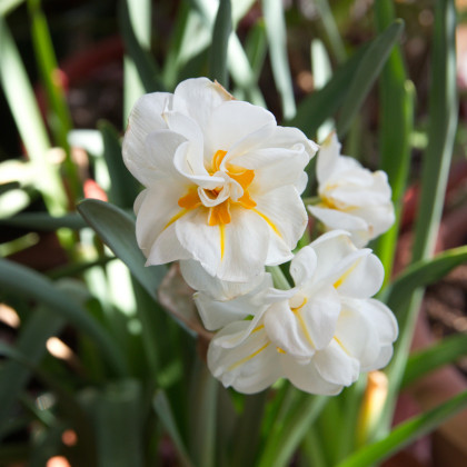 Narcis bílý plnokvětý - Sir Winston Churchill - cibule narcusů - 3 ks