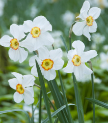 Narcis Actaea - Narcissus - cibule narcisů - 3 ks