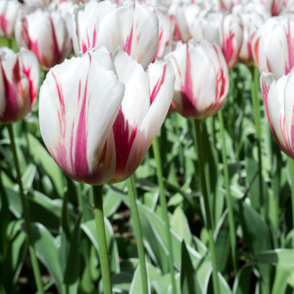 Tulipán Happy Generation - Tulipa - cibule tulipánů - 3 ks