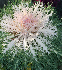 Okrasné zelí Peacock F1 - Brassica oleracea - osivo okrasného zelí - 20 ks