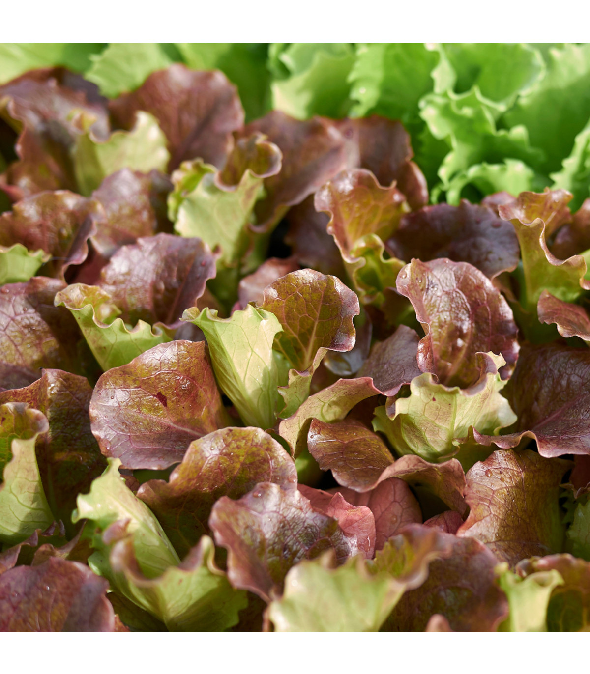 Salát trhací americký hnědý - Lactuca sativa - osivo salátu - 450 ks