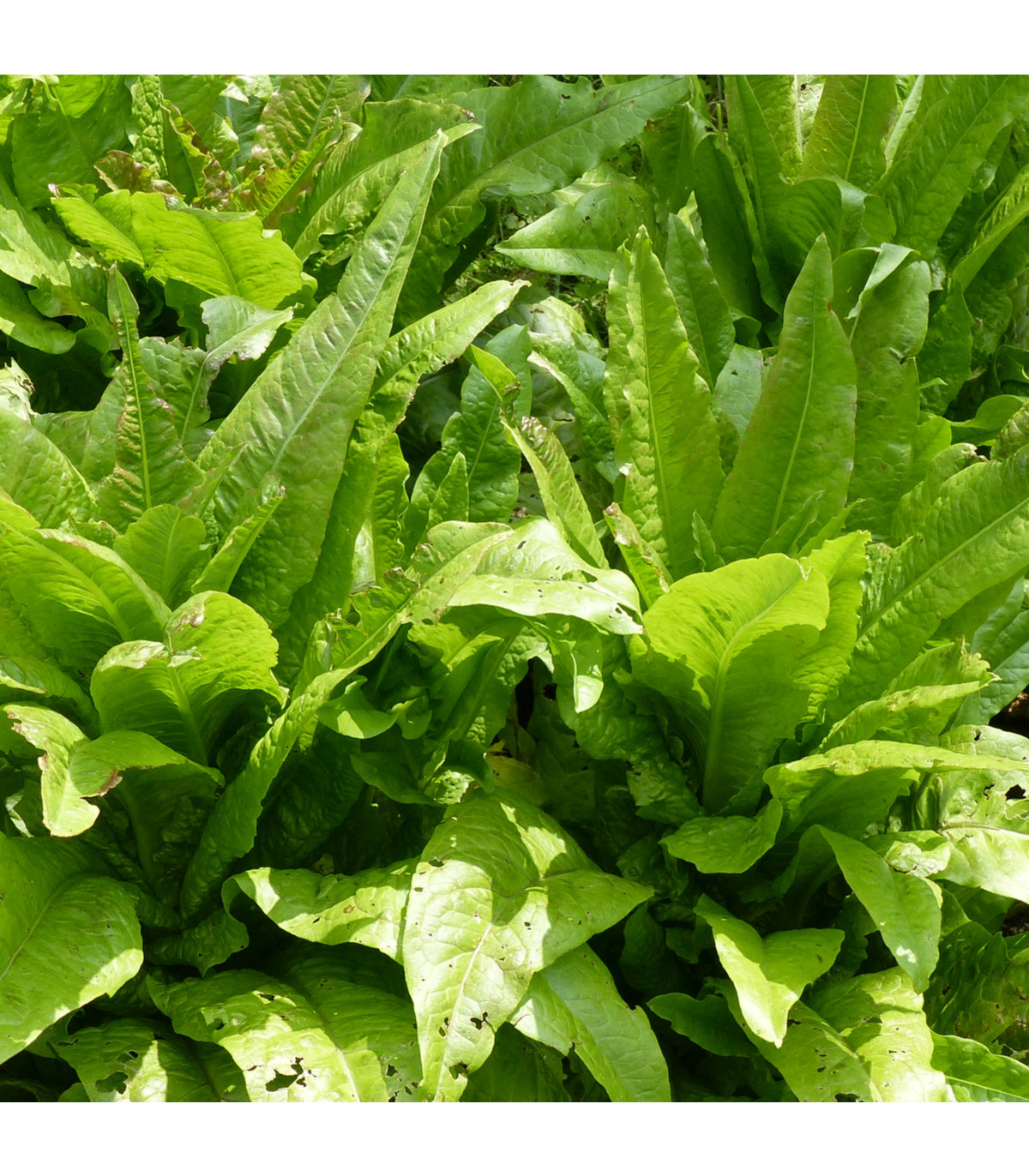 Salát chřestový Celtuce - Lactuca sativa L.var.asparagina - osivo chřestového salátu - 300 ks