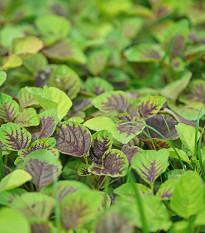 Laskavec trojbarevný červený - Amaranth červený - Amaranthus tricolor - osivo laskavce - 270 ks