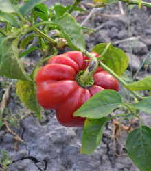 Paprika rajčatová Szuszanna - Capsicum annuum - osivo papriky - 7 ks
