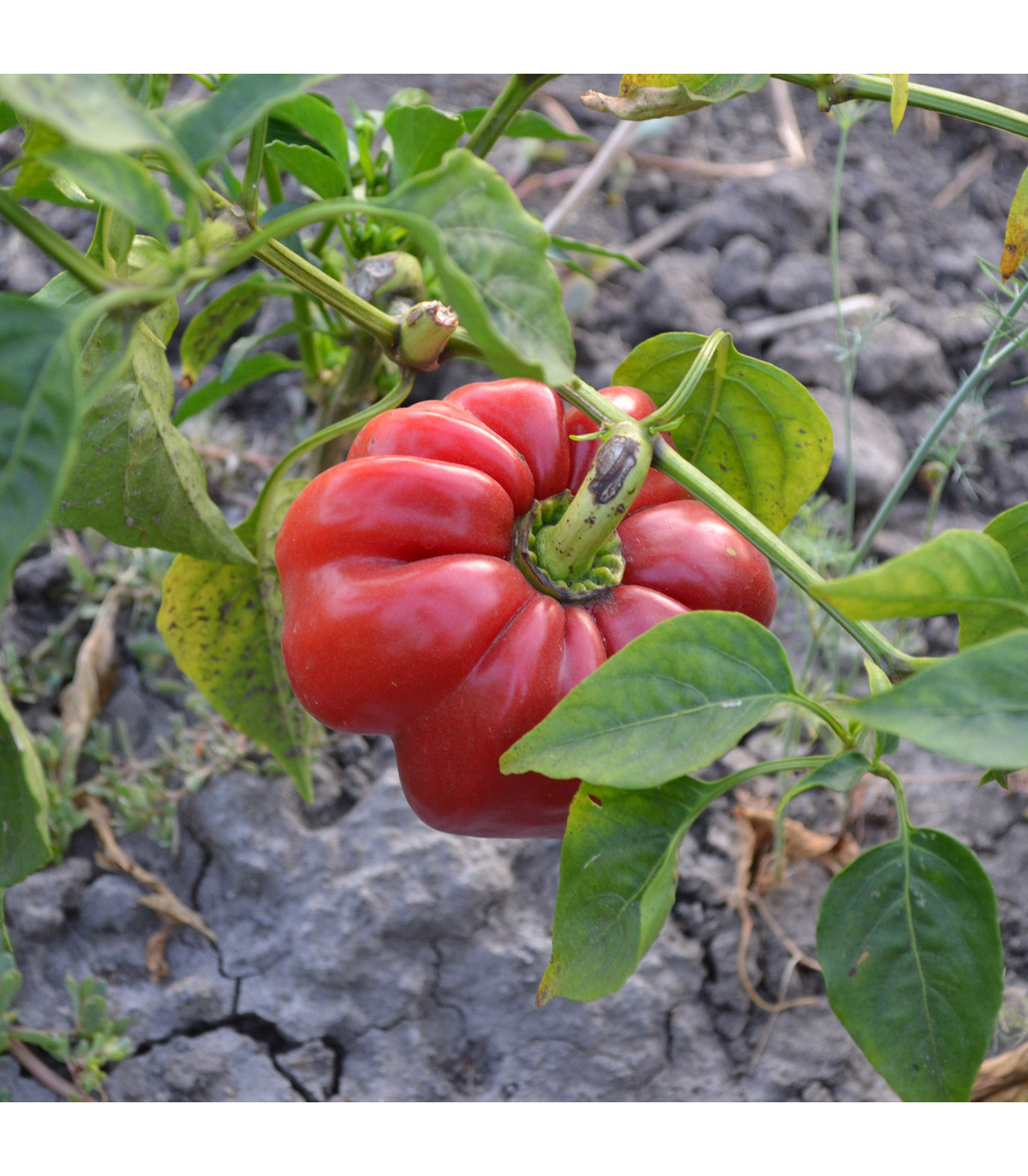 Paprika rajčatová Szuszanna - Capsicum annuum - osivo papriky - 7 ks