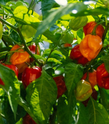 Chilli Habanero červené - Capsicum chinense - osivo chilli - 6 ks