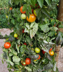 Rajče Rentita - Solanum lycopersicum - osivo rajčat - 15 ks