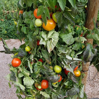 Rajče Rentita - Lycopersicon esculentum - osivo rajčat - 15 ks