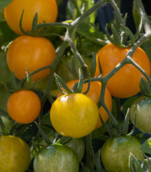 Převislé rajče Tom Yellow - Solanum lycopersicum - osivo rajčat - 8 ks