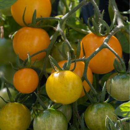 Převislé rajče Tom Yellow - Solanum lycopersicum - osivo rajčat - 8 ks