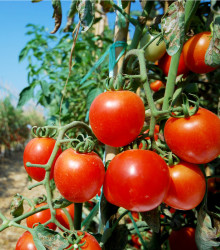 BIO Rajče Serrat F1 - Solanum lycopersicum - bio osivo rajčat - 5 ks