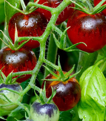Rajče Indigo Rose - Solanum lycopersicum - osivo rajčat - 7 ks
