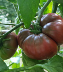 Rajče Černý Krim - Solanum lycopersicum - osivo rajčat - 7 ks