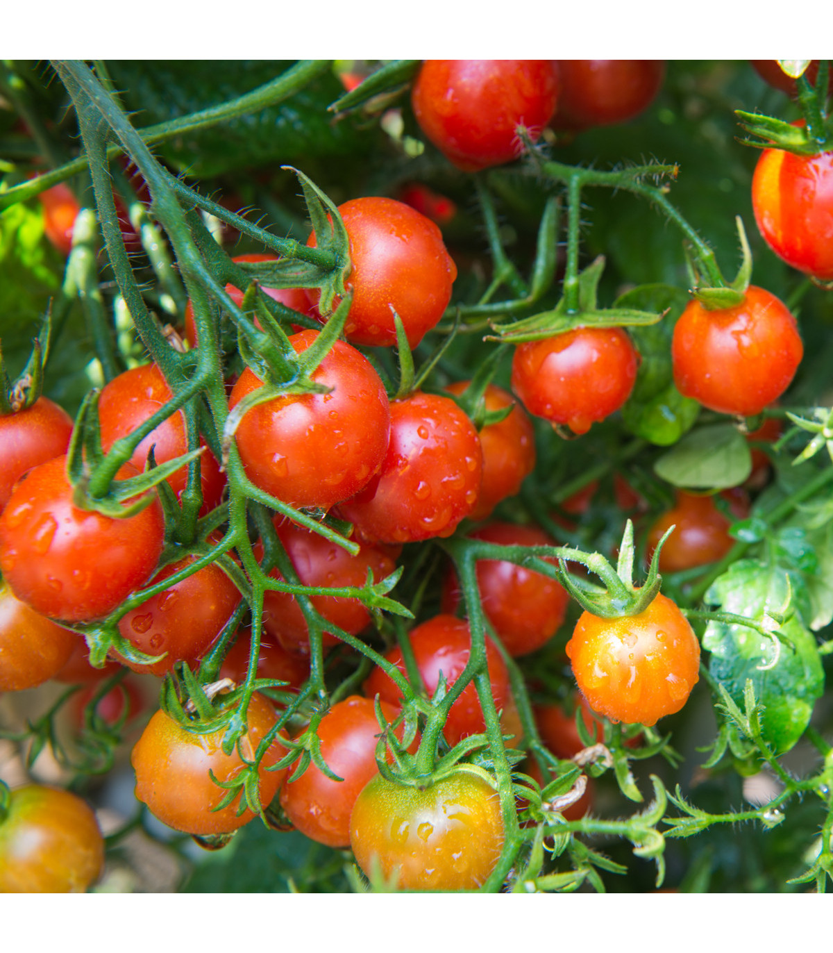 Rajče Sweetie - Solanum lycopersicum - osivo rajčat - 6 ks