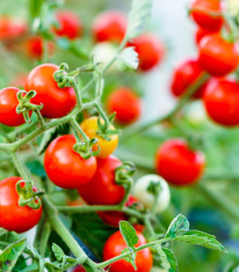 Rajče Obří Hrozny - Riesentraube - Solanum lycopersicum- osivo rajčat - 7 ks